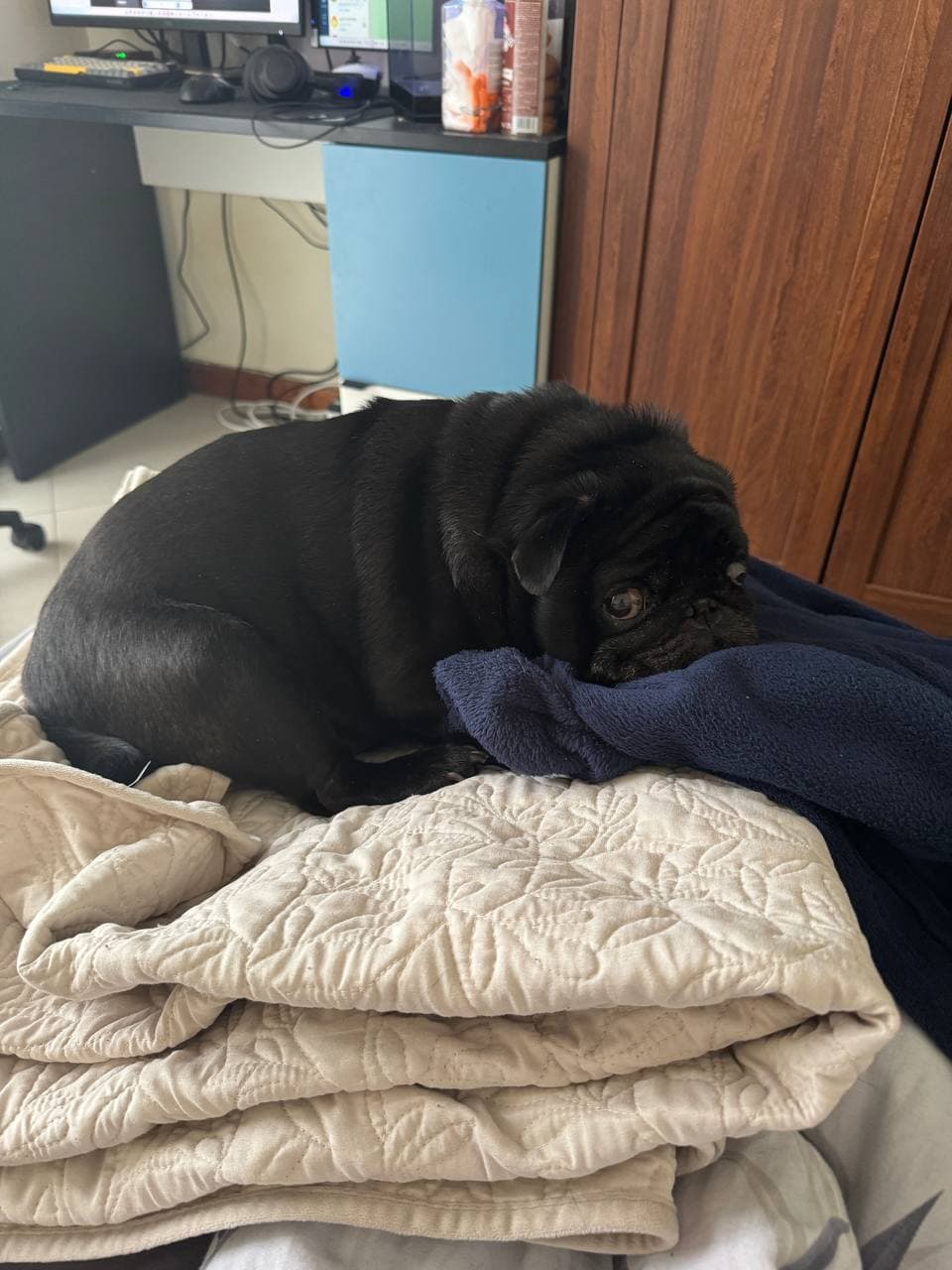 mockingpug